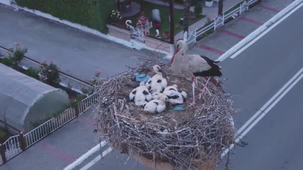 Stork Babies Nest — Stock Video