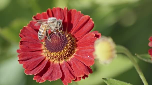 Nahaufnahme Einer Biene Den Stempeln Einer Roten Gerbera Tageslicht Statische — Stockvideo