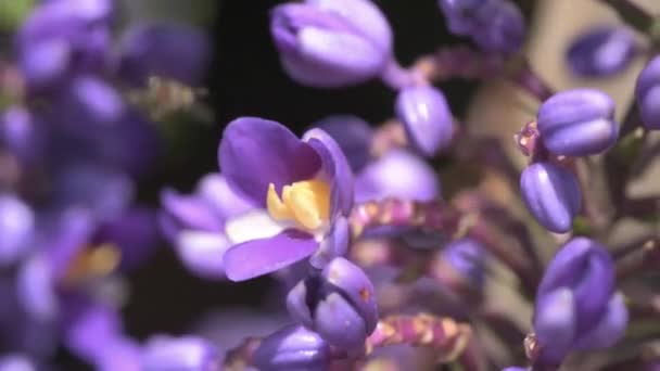 Des Abeilles Indigènes Sans Aiguillon Pollinisent Une Fleur Gingembre Bleu — Video