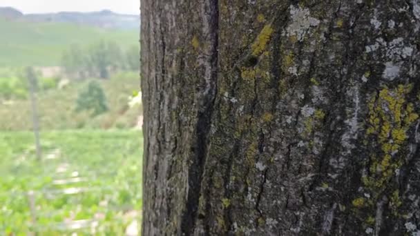Uitzicht Wijnveld Landschap Italië Met Boom Voorgrond — Stockvideo