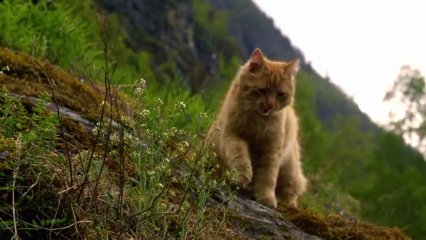 Fechar Slomo Frontal Gato Bege Andando Terreno Encosta Musgoso — Vídeo de Stock