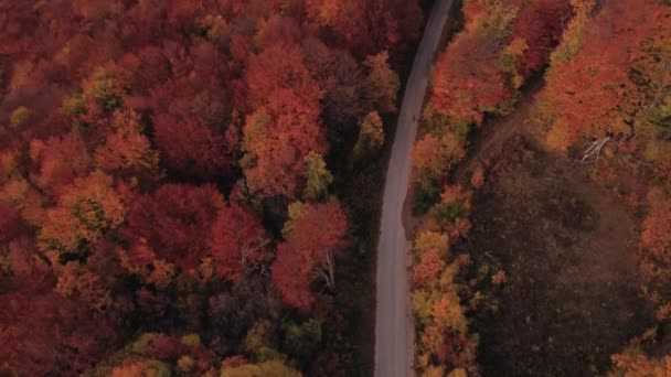 秋にはドローンが道路や森を飛び越える — ストック動画