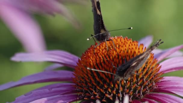 Kleine Schildpad Voedt Nectar Echinacea Purpurea Sluiten Macro — Stockvideo