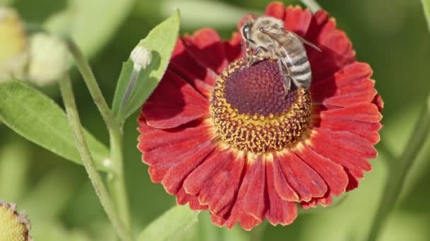Super Nahaufnahme Einer Biene Die Nektar Vom Blütenstempel Sammelt Statisch — Stockvideo