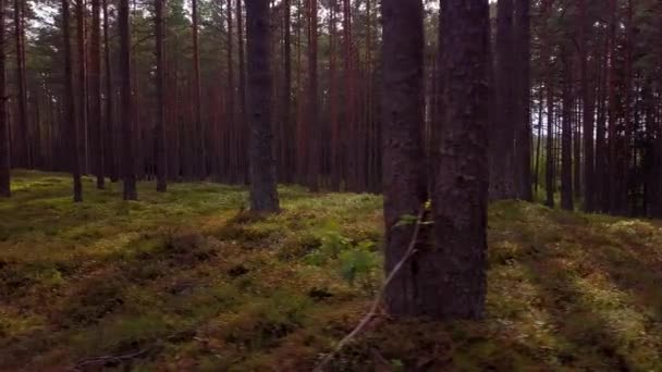 Дикий Сосновий Ліс Зеленим Мохом Вітром Під Деревами Повільний Повітряний — стокове відео