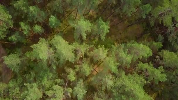 Ağaçların Altında Yeşil Yosun Fundalık Ile Vahşi Çam Ormanı Ağacın — Stok video