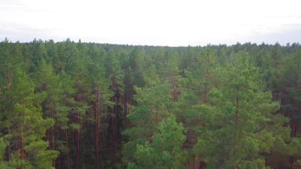 Ağaçların Altında Yeşil Yosun Fundalık Olan Vahşi Çam Ormanları Ağaçların — Stok video