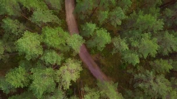 木々の下に緑の苔とヘザーと野生の松林は ゆっくりと空中上の木の上に撃墜 自然の森の道 晴れた秋の日 広い角度の鳥の目のドローン前方に移動ショット — ストック動画