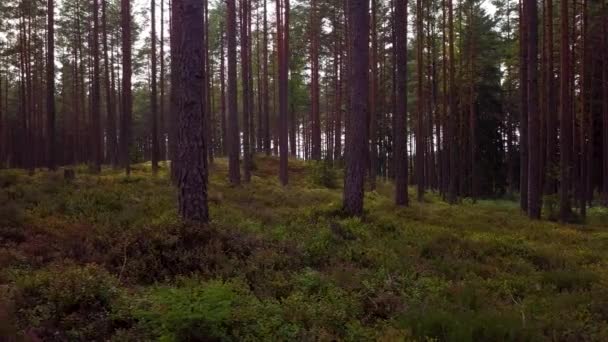 Άγριο Πευκοδάσος Πράσινα Βρύα Και Ρείκια Κάτω Από Δέντρα Αργή — Αρχείο Βίντεο