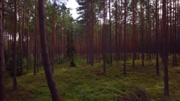 Ağaçların Altında Yeşil Yosun Fundalık Ile Vahşi Çam Ormanı Ağaçların — Stok video