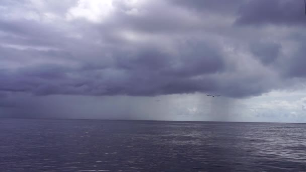 Pássaro Marinho Voando Para Uma Tempestade Oceano Pacífico — Vídeo de Stock