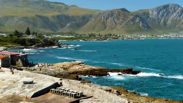 Baleines Près Littoral Hermanus Vue Surplombant Vieux Port Historique — Video