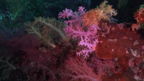 Deriva Acima Corais Suaves Coloridos Oceano Tropical — Vídeo de Stock