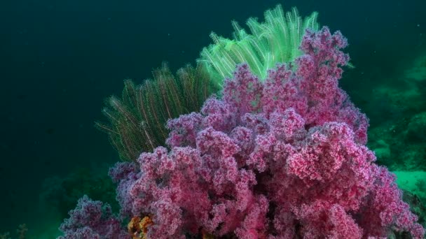 Corales Suaves Rosados Estrellas Plumas Neón Arrecife Coral Tropical — Vídeos de Stock