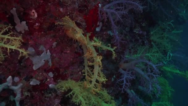 Дрейфуючи Вздовж Барвистих Яких Коралів Крутому Кораловому Рифі — стокове відео