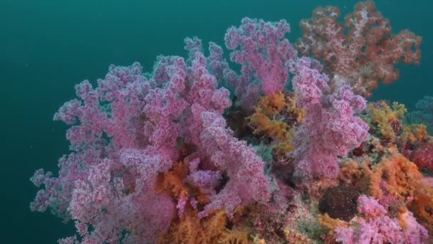 Kleurrijke Zachte Koraal Array Roze Levendige Kleuren Tropisch Koraalrif — Stockvideo