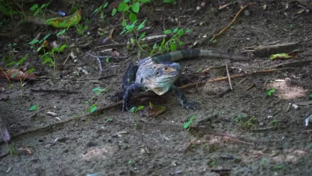 Leguaan Loopt Jungle Vloer Zon — Stockvideo