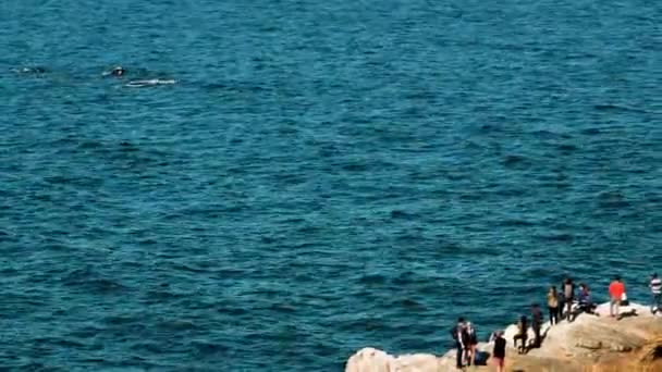 エルマノス島のエコツーリズム南アフリカ 湾内のクジラに近い岩場の海岸線の観光客 — ストック動画