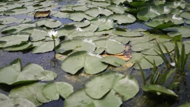 Wasserblumen Auf Dem Wilden Schönen See — Stockvideo