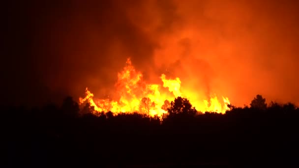 Énormes Grandes Flammes Font Rage Travers Forêt — Video