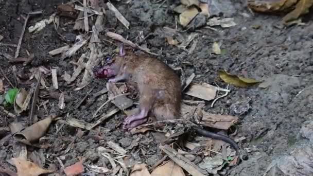 Rat Dying Ground Being Attacked Venomous Snake Mice Being Hit — Stock Video