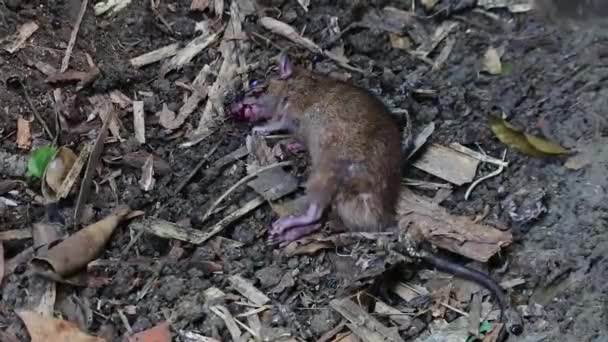 Rat Dying Ground Being Attacked Venomous Snake Mice Being Hit — Stock Video