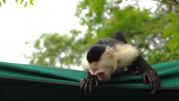 Curioso Mono Cara Blanca Buscando Algo Comida Dosel Verde Panamá — Vídeo de stock
