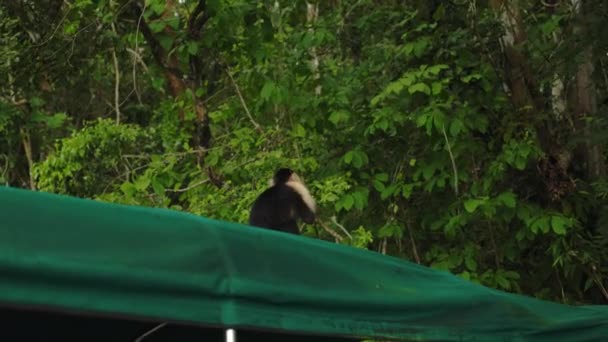 在巴拿马的丛林里 白脸猴子在绿色的树冠上吃着水果 — 图库视频影像