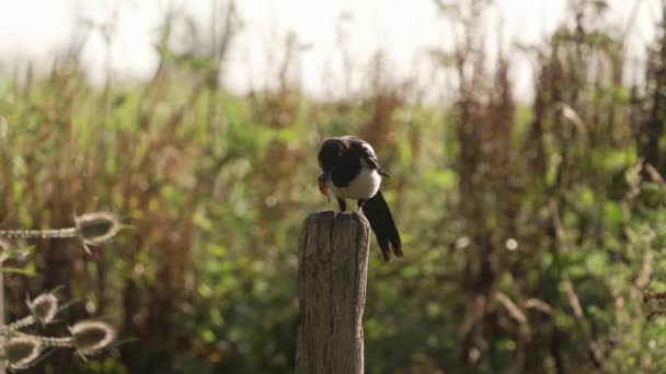 Sebuah Rekaman Stasioner Dari Magpie Saat Terbang Menuju Batang Pohon — Stok Video