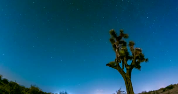Noche Estrellada Desierto Mojave Con Árbol Josué Primer Plano Lapso — Vídeos de Stock