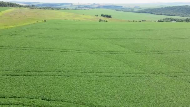 Campo Con Filas Plantación Soja Metraje Aéreo — Vídeos de Stock