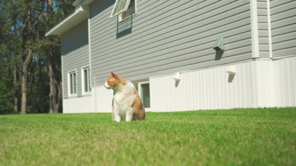 Groot Oranje Huis Kat Zittend Gras Voorkant Van Huis — Stockvideo