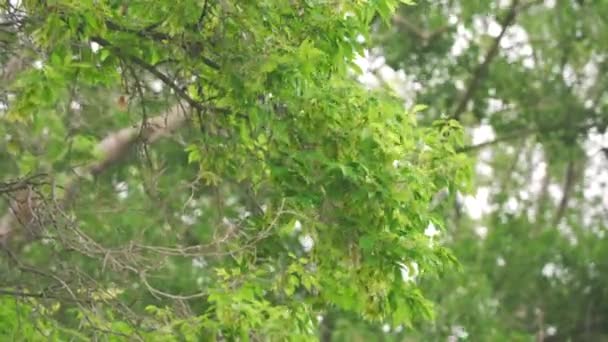 Poplar Árvore Ramo Sendo Jogado Vento Dia Nublado — Vídeo de Stock