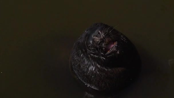 Ένα Θαλάσσιο Λιοντάρι Κάνει Ηλιοθεραπεία Ανοίγει Στόμα Του Μεγάλο Σαν — Αρχείο Βίντεο