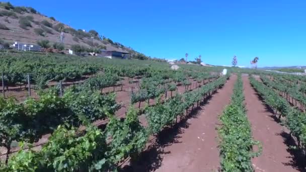 カリフォルニア州のブドウ畑とワイナリーバレーの緑豊かな収穫は 対称的な行の空中ドローン映像Hd 4KサンディエゴUsa — ストック動画