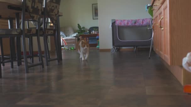 주황색 집고양이가 당신을 걸어오고 있습니다 — 비디오