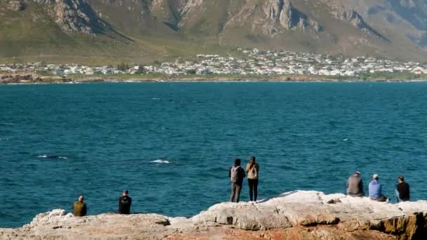 Południowa Prawe Wieloryby Blisko Brzegu Hermanus Patrząc Turystów Korzystających Tego — Wideo stockowe
