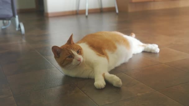 Große Orangefarbene Hauskatze Liegt Auf Dem Boden Haus — Stockvideo