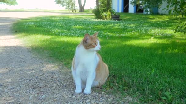 Mascota Gato Sentado Fuera Día Verano — Vídeos de Stock