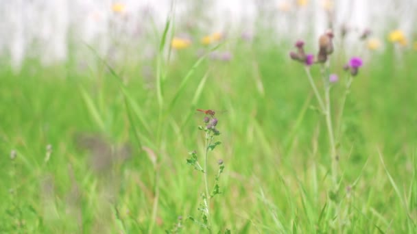 Drachenfliege Auf Einer Blume Busch — Stockvideo