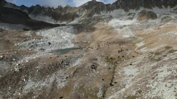 Alplerdeki Sviçreli Inekler Nekler Dağların Yükseklerinde Yazdan Sonra Vadiye Dönebilmek — Stok video