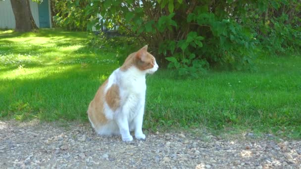 Gato Sentado Frente Arbusto Lila Día Verano Campo — Vídeos de Stock