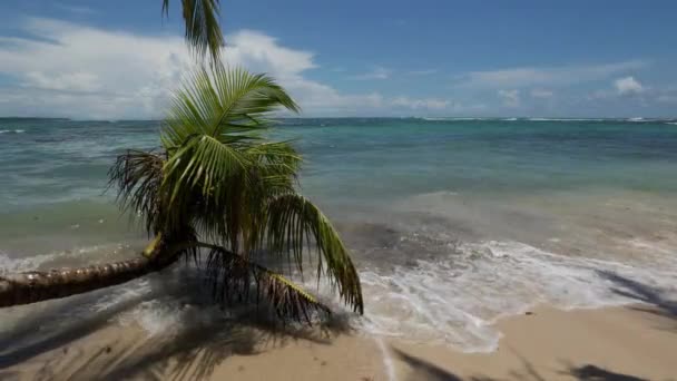 Έπεσε Φοίνικας Αγγίζοντας Νερό Μια Ηλιόλουστη Μέρα Μια Παραλία Paradisiac — Αρχείο Βίντεο