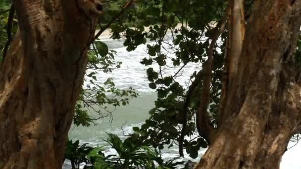 2本の木と前景の枝を持つビーチで波の美しいハンドヘルドショット — ストック動画