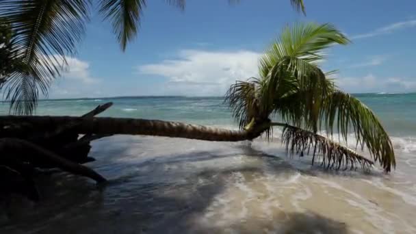 在Bocas Del Toro 一棵倒下的棕榈树接触到了湖滨海滩的水 — 图库视频影像