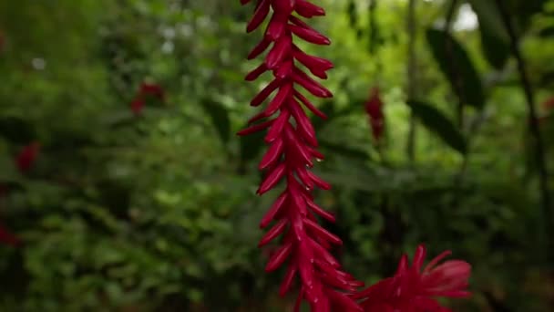 奇异的稀有红色植物 在丛林里有少量水滴 背景上有模糊的绿色植物 Bocas Del Toro 巴拿马 — 图库视频影像