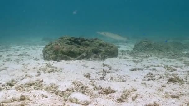 Barracuda Vis Het Koraalrif Met Kleurrijke Mariene Vissen Onderwater — Stockvideo