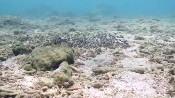 Scuola Novellame Anguilla Striata Pesce Gatto Plotosus Lineatus Che Nuota — Video Stock