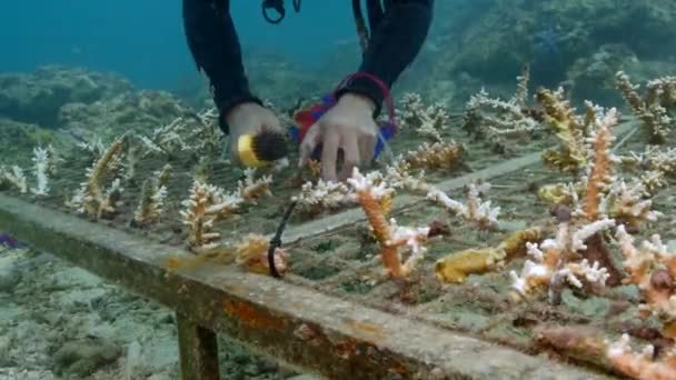 Dykare Rengöring Och Skrubbning Korall Förökning Tabell Med Korall Fragment — Stockvideo