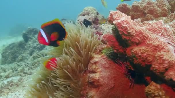 サンゴのリーフにはトマトのクラウンフィッシュとシー アネモネ 海の下の自然共生 閉めて — ストック動画